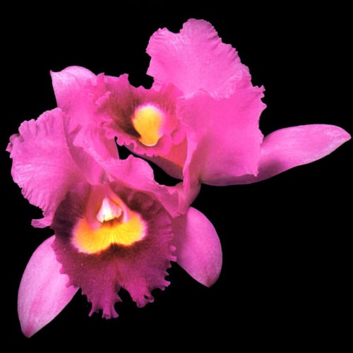 Opeth — Orchid cover