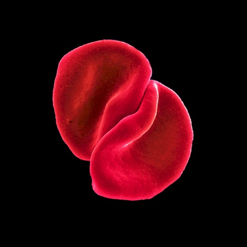 Peter Gabriel — Scratch My Back cover
