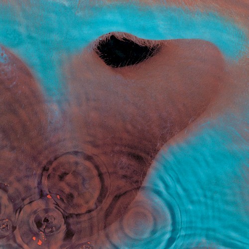 Pink Floyd — Meddle cover