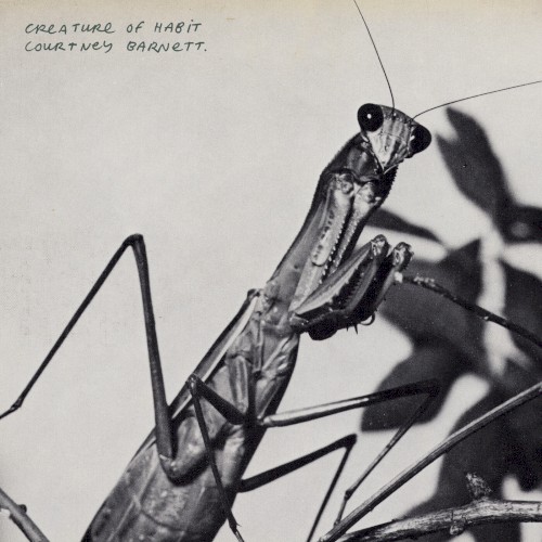 Courtney Barnett — Creature of Habit cover